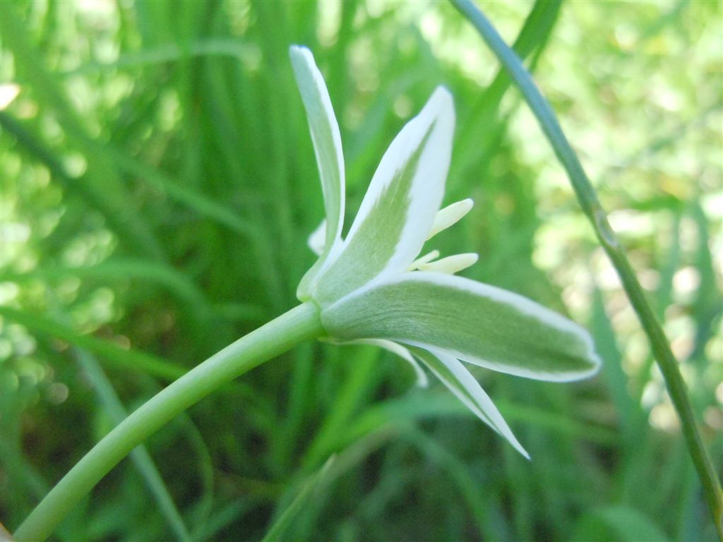Ornithogalum umbellatum?